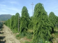 Treurceder (Cedrus Deodara 'Pendula') -Planten Verkoopwinkel 20101212154305 13