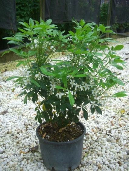 Choisya (Choisya Ternata) 8 Choisya (Choisya Ternata) - Afbeelding 8