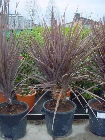 Cordyline (Cordyline Australis 'Atropurpurea') 1 Cordyline (Cordyline Australis 'Atropurpurea')