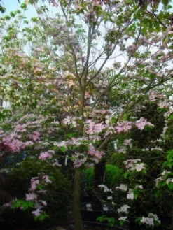 Amerikaanse Kornoelje (Cornus Florida 'Rubra') -Planten Verkoopwinkel 20101213094837 7