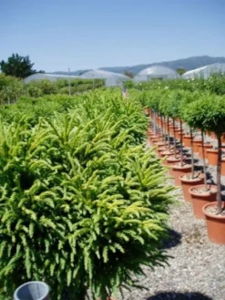 Sikkelden Op Stam (Cryptomeria Japonica 'Globosa Nana') -Planten Verkoopwinkel 20101213102352 1