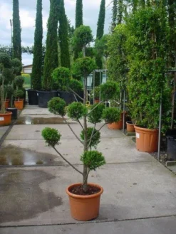 Cupressocyparis Als Bonsai (Cupressocyparis Leylandii 'Castlewellan Gold' ) -Planten Verkoopwinkel 20101213113337 7 1