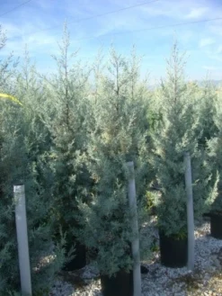 Cipres (Cupressus Arizonica 'Glauca') -Planten Verkoopwinkel 20101213122927 13 1