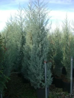 Cipres (Cupressus Arizonica 'Glauca') -Planten Verkoopwinkel 20101213122945 13