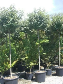 Olijfwilg Als Boom (Elaeagnus Pungens 'Maculata') -Planten Verkoopwinkel 20101213140523 8