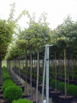 Bonte Olijfwilg Als Boom (Elaeagnus Ebbingei 'Limelight')