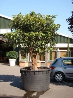 Japanse Mispel (Eriobotrya Japonica) -Planten Verkoopwinkel 20101213154517 7