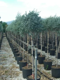 Eucalyptus Op Stam (Eucalyptus Gunnii)