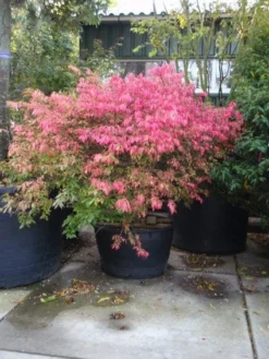 Kardinaalshoed (Euonymus Alatus) -Planten Verkoopwinkel 20101213160900 55 11