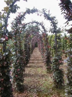 Rode Beukenboog (Fagus Sylvatica 'Atropunicea' )
