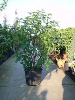 Vijg (Ficus Carica) -Planten Verkoopwinkel 20101215105457 10 1