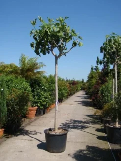 Vijgenboom (Ficus Carica) -Planten Verkoopwinkel 20101215112153 7 1