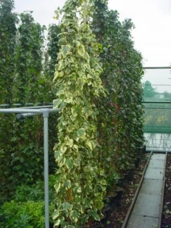 Kaukasische Klimop (Hedera Colchica 'Dentata Variegata') -Planten Verkoopwinkel 20101215123326 6