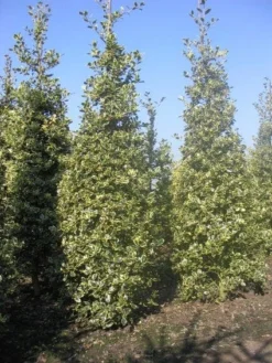 Hulst (Ilex Aquifolium 'Argentea Marginata') -Planten Verkoopwinkel 20101215153638 9
