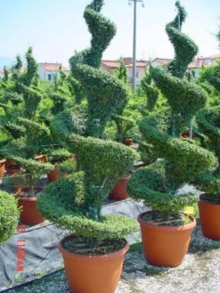 Liguster Als Spiraal (Ligustrum Delavayanum)
