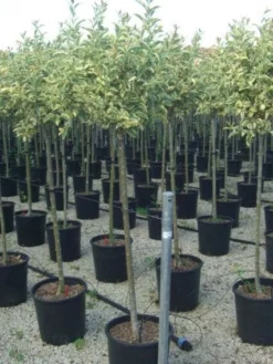 Liguster Op Stam (Ligustrum 'Excelsum Superbum')