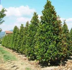 Magnolia (Magnolia Grandiflora 'Gallissoniere') -Planten Verkoopwinkel 20101217150008 85 17 2