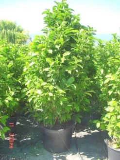 Beverboom (Magnolia Liliiflora 'Nigra') -Planten Verkoopwinkel 20101217150734 13