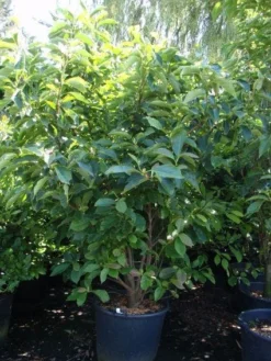 Beverboom (Magnolia Soulangeana) -Planten Verkoopwinkel 20101217150923 10 1