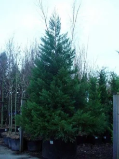 Mammoetboom (Sequoiadendron Giganteum) -Planten Verkoopwinkel 20101217160956 8