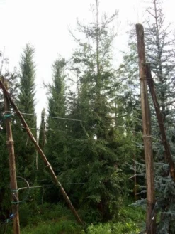 Kustmammoetboom (Sequoia Sempervirens) -Planten Verkoopwinkel 20101217161916 8