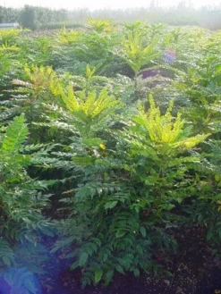 Mahoniestruik (Mahonia Media 'Winter Sun') -Planten Verkoopwinkel 20101217162700 11