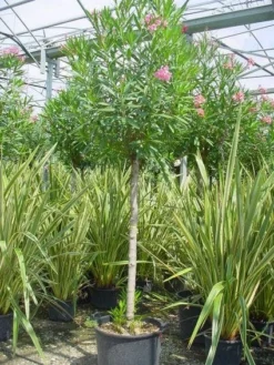Oleander Als Boom (Nerium Oleander) -Planten Verkoopwinkel 20101220114122 5