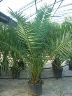 Canarische Dadelpalm (Phoenix Canariensis) -Planten Verkoopwinkel 20101220144503 10