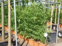 Bamboe (Phyllostachys Aurea) -Planten Verkoopwinkel 20101220162232 13