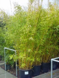 Bamboe (Phyllostachys Aureosulcata 'Spectabilis') -Planten Verkoopwinkel 20101220163030 7