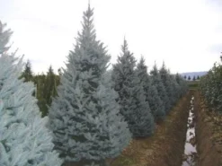 Amerikaanse Blauwe Spar (Picea Pungens 'Fat Albert')