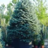 Spar (Picea Pungens 'Hoopsii')