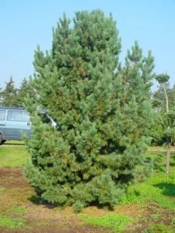 Alpenden (Pinus Cembra) -Planten Verkoopwinkel 20101221111011 10 1