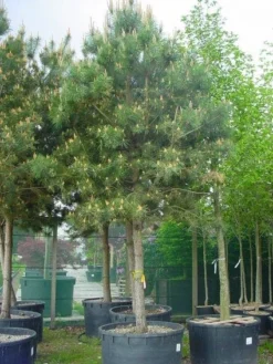 Grove Den (Pinus Sylvestris)