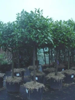 Laurierkers Op Stam (Prunus Laurocerasus 'Rotundifolia')