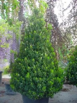 Portugese Laurier, Piramide (Prunus Lusitanica ) -Planten Verkoopwinkel 20101221164936 8 1