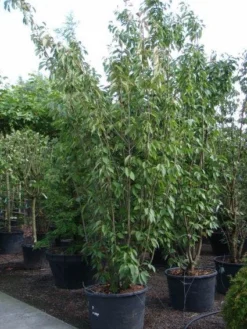 Sierkers, Struikvorm (Prunus Serrulata 'Kanzan') -Planten Verkoopwinkel 20101224132249 9