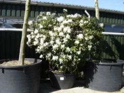 Rhododendron (Rhododendron 'Cunningham White') -Planten Verkoopwinkel 20101227172754 8 1