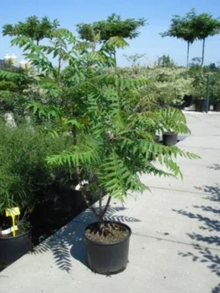 Fluweelboom, Struik (Rhus Typhina) -Planten Verkoopwinkel 20101228110625 3