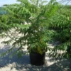 Fluweelboom, Struik (Rhus Typhina 'Dissecta' (Laciniata))
