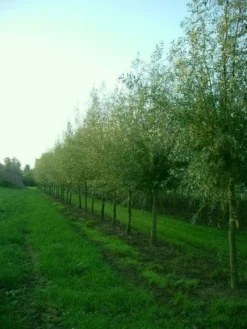 Knotwilg (Salix Alba) -Planten Verkoopwinkel 20101228131242 13