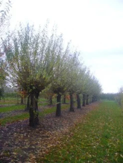 Knotwilg (Salix Alba) -Planten Verkoopwinkel 20101228131303 13