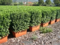 Sneeuwbal Meeneemhaag (Viburnum Tinus 'Eve Price')
