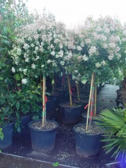 Sneeuwbal Op Stam (Viburnum Tinus 'Eve Price') -Planten Verkoopwinkel 20110102183216 4 1