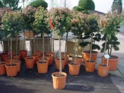 Sneeuwbal Op Stam (Viburnum Tinus 'Eve Price') -Planten Verkoopwinkel 20110102183229 4 1