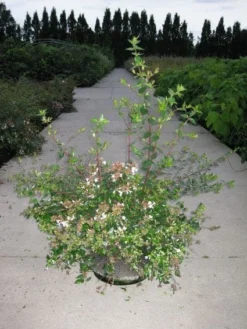 Abelia (Abelia Grandiflora) -Planten Verkoopwinkel 20110214170632 9