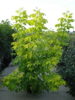 Vederesdoorn (Acer Negundo 'Kelly's Gold')