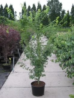 Planten Verkoopwinkel -Planten Verkoopwinkel 20110215150938 4