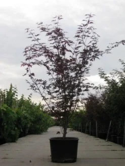 Japanse Esdoorn (Acer Palmatum 'Fireglow') -Planten Verkoopwinkel 20110215151240 11