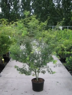 Japanse Esdoorn (Acer Palmatum 'Seiryu') -Planten Verkoopwinkel 20110215152040 6 1